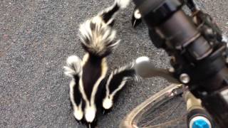 Cyclist Meets Family of Skunks [upl. by Nnadroj]