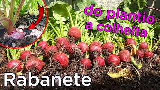 Como Plantar Rabanete da Semente até a Colheita Começo Meio e Fim [upl. by Ollopa]