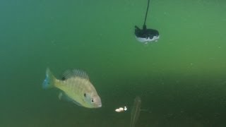 Underwater Camera Massive Bluegills [upl. by Smailliw]