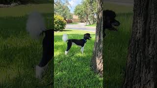 How to act acting funnyshorts comedyshorts powerofthepet sillydog doglife poodlehappylife [upl. by Maidy]