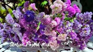 Limonium Sinuatum Statice Flowers Perfect for flower vase amp DIY projects [upl. by Aynnat700]