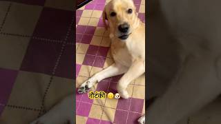 Buddy की मजेदार नौटंकी  Labrador Retriever 🤣 shorts viralvideo dog buddyrocket [upl. by Desiri]