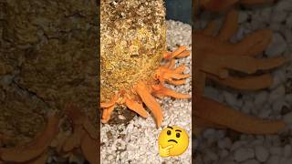 How to Farm Cordyceps at home Grow Your Own Zombie Fungus [upl. by Aniakudo]