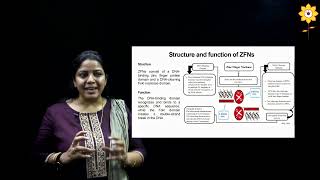 Gene Editing by Zinc Finger Nucleases  L2  Prof Suparna Deepak  PCACS [upl. by Eibob172]