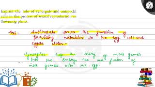 Explain the role of synergids and antipodal cells in the process of [upl. by Humphrey874]