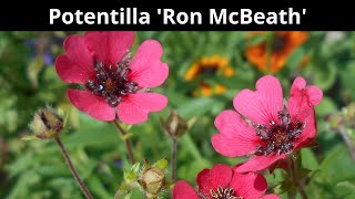 Potentilla Ron McBeath  Introduction [upl. by Willock]