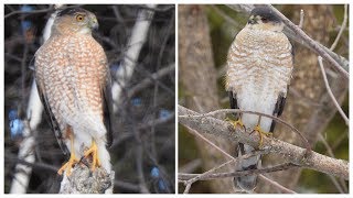 Épervier Brun amp Cooper  Sharpshinned amp Coopers Hawk [upl. by Sikes150]