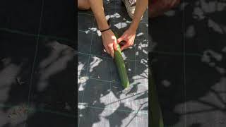 asmr Loving Chopping Vegetables  satisfying Cutting Longe Cucumber [upl. by Alberik]