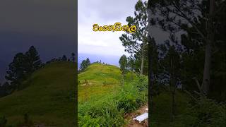 Wangedigala Camping Site shorts camping nature [upl. by Ainerol]