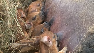 EVEN MORE MANGALITSA PIGLETS TO JOIN THE FAMILY🥳🥳🥳 [upl. by Anileve]