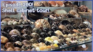 Shell Cabinet Tour What Seashells Have I Collected Episode 200 shells [upl. by Sorcim]