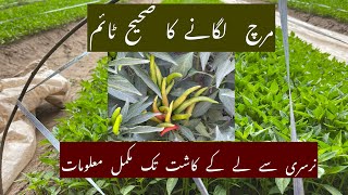 Chilli Nursery and shifting time in Punjab Pakistan [upl. by Kovacs]