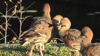 Plumed Whistling Duck 52 [upl. by Eelrebma]