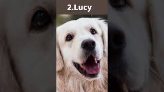 Top 5 Female Dog Names Shorts Dogs [upl. by Elraet]