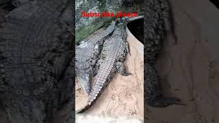 2Crocodile 🐊Sleepingshortvideo colourfulbirds animals [upl. by Ennovahs]