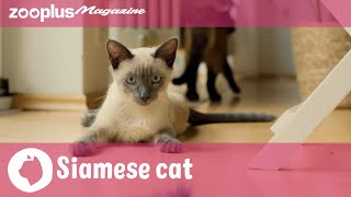 The Siamese cat All about its personality amp how to care for it [upl. by Illek]