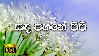 Sinhala Geethika  සඳ පහනේ පිපි වැටකෙයා මල සේ  Pasku Geethika [upl. by Tennes]