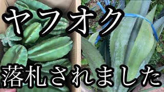 ヤフオク 落札されました 柱サボテン🌵アガベ 趣味家nana913plants [upl. by Leroy]