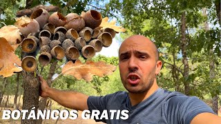 RECOLECTANDO BOTÁNICOS NATURALES PARA MIS ACUARIOS [upl. by Fabio]