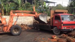 Unloading Oil palm Fruit Bunches From A Lorry [upl. by Odama177]