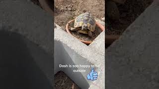 Hermanns tortoise is happy to explore outdoors [upl. by Abad]