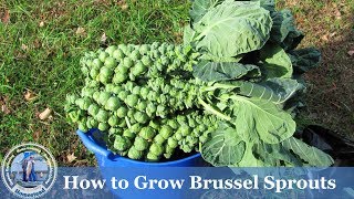 How to Grow Brussel Sprouts  ADVANCED  Growing Guide [upl. by Anawat]