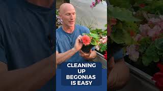 How To Clean Up Tuberous Begonias [upl. by Anerahs532]