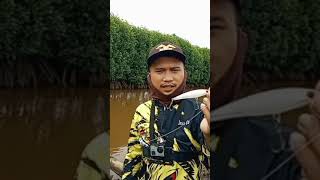 Casting Barramundi di muara bakau [upl. by Virgin537]