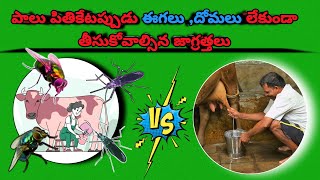 Flies and mosquitoes prevention in cows Buffaloes  Flies control  ఈగలు దోమలను నివారణ ‎veterinary [upl. by Aciruam]