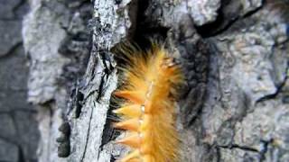 Acronicta aceris la noctuelle de lérable Trocadéro Paris le 03  08  2010 5 [upl. by Zacharias]