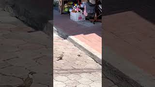 Mockingbird vs snake natural encounter on Santa Cruz Island [upl. by Tirrej]