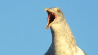 Seagull Screaming  Amazing Seagull Sounds [upl. by Ecurb750]