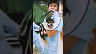 Voices made by dogs while getting a needle shot 😂 [upl. by Ecnerrot766]