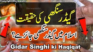 Gidar Singhi ki Haqeeqat  Islam Aur Gidar Singhi  Jackal Horn Facts  Gidar Singhi ke Fayde [upl. by Llerehs]