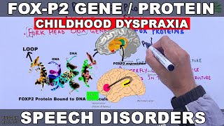 FoxP2 Gene  Speech Disorders  Childhood Verbal Dyspraxia [upl. by Norvil363]