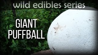 Giant Puffball  Wild Edibles Series [upl. by Anigroeg]