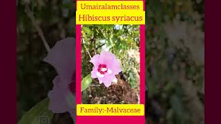 Hibiscus syriacusbotany biology taxonomictrending [upl. by Dnomasor]