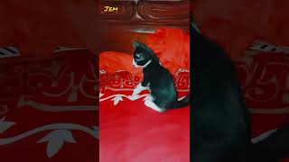 Dont disturb me🙄viralvideo cat voiceeffects [upl. by Razaele618]