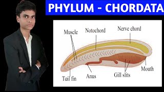 Characteristics of chordates  All characteristics explained [upl. by Onirefez]