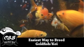 Easiest Method to Breed GoldfishKoi  No Brine Shrimp  No Eggs Yolks  Simple [upl. by Anehsat]