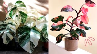 9 Trending House Plants in 2021  Most Popular Plants on Instagram and TikTok [upl. by Lorrayne937]