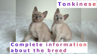 Tonkinese Pros and Cons Price How to choose Facts Care History [upl. by Ecirtahs]