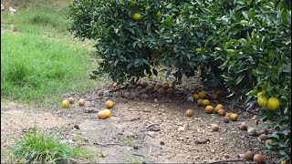 El aguado en cítricos un daño económico para el agricultor que los medios de la Dana no te cuentan [upl. by Jenkel189]