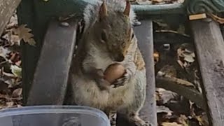 🐿 loved the shelled nuts 🥰 grovepark weston squirrelwatching 2024 cuteanimals bekindtoanimals [upl. by Akeryt]