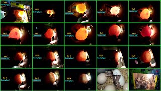 Egg Candling From Day 1 to 21 [upl. by Ardnuahc]