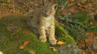 beautiful lynx cubs [upl. by Aneehsor]