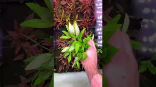 Nesaea triflora aquarium plant aquarium aquariumplant plantedaquarium aquascape [upl. by Alehcim]