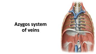 Azygos system of veins Prof Dr Md Ashfaqur Rahman [upl. by Marta]