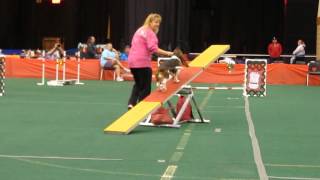 quotDazzlequot the agility basset [upl. by Ramoj]