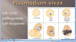 Parasitology 075 a Plasmodium Malaria Life Cycle Moquito Sporozoite Merozoite female Anopheles [upl. by Lienaj]